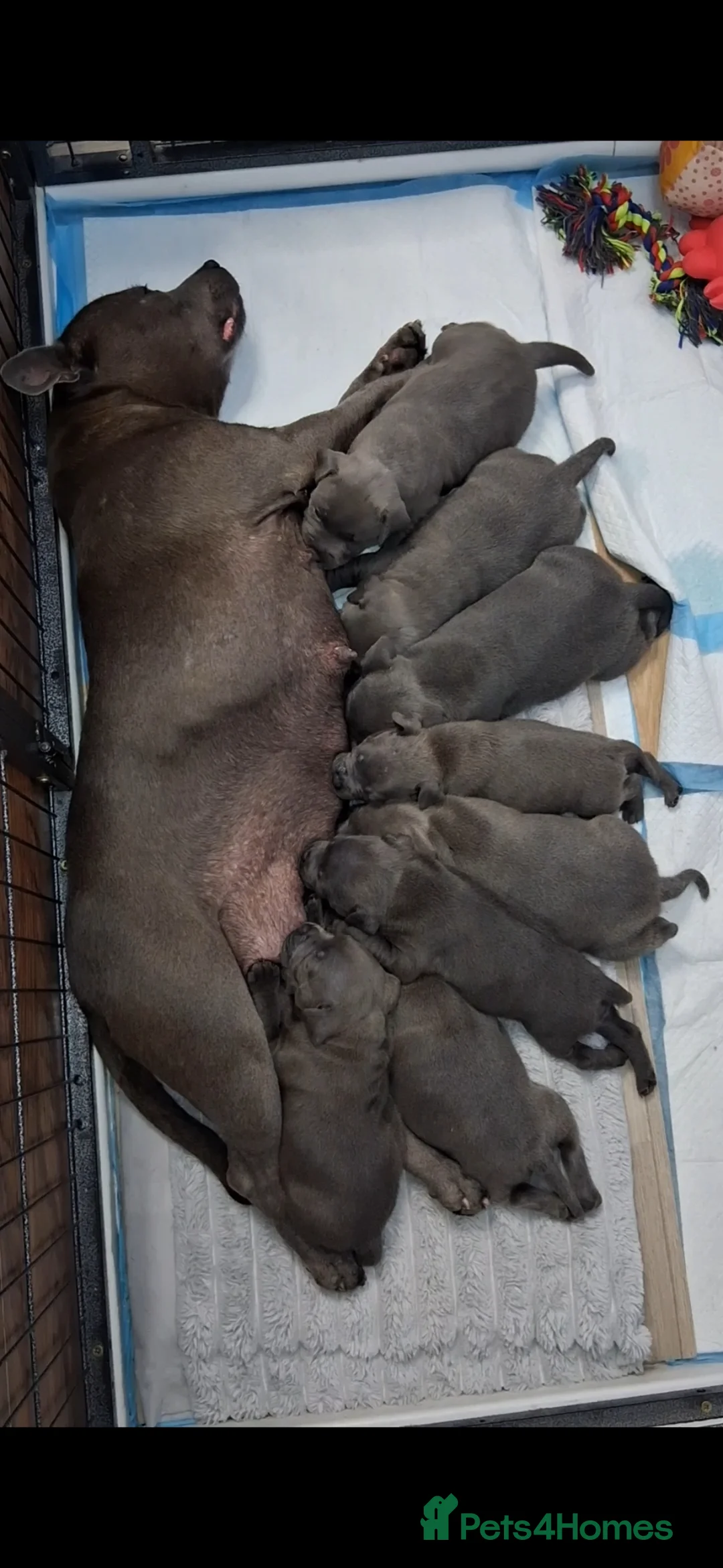 Staffordshire Bull Terrier dogs for sale: Blue Staffordshire Bull Terrier  - Advert 1