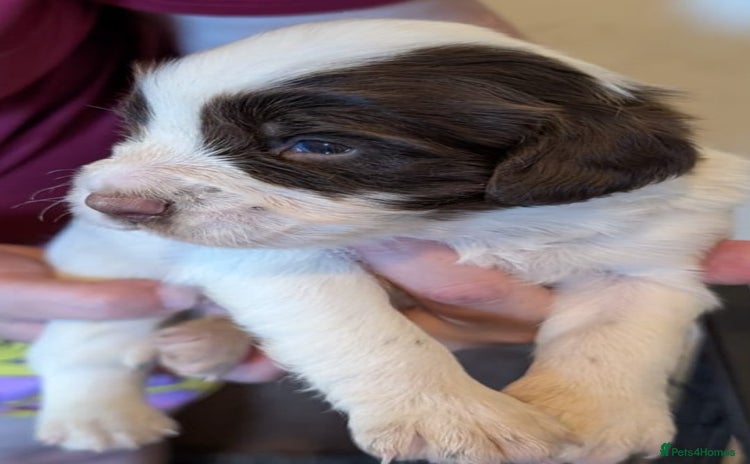 English Springer Spaniel dogs - Advert 16