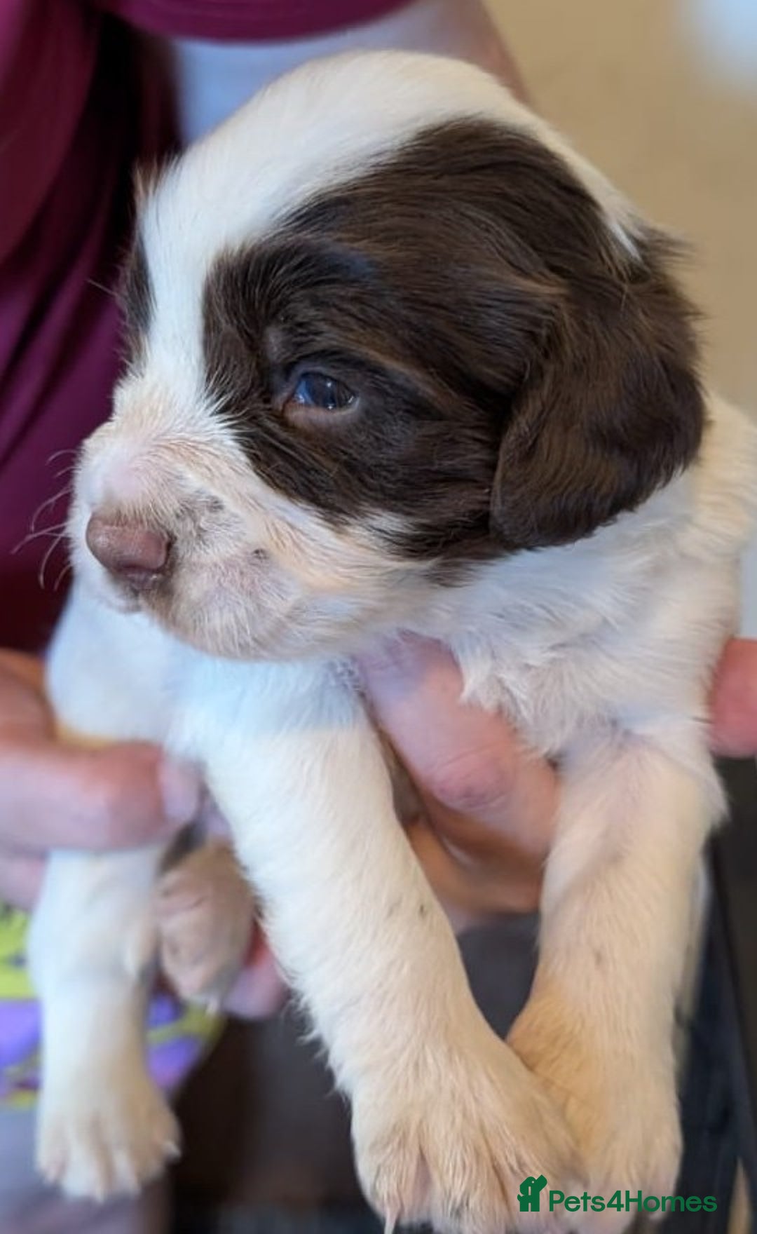 English Springer Spaniel dogs for sale: English Springer puppy *READY NOW* - Image 11