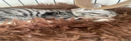 Domestic Shorthair cats for sale: Tabby Kittens 🐾  - Advert 6