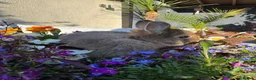 Netherland Dwarf rabbits for sale: Netherland dwarf bunny rabbits - Advert 12