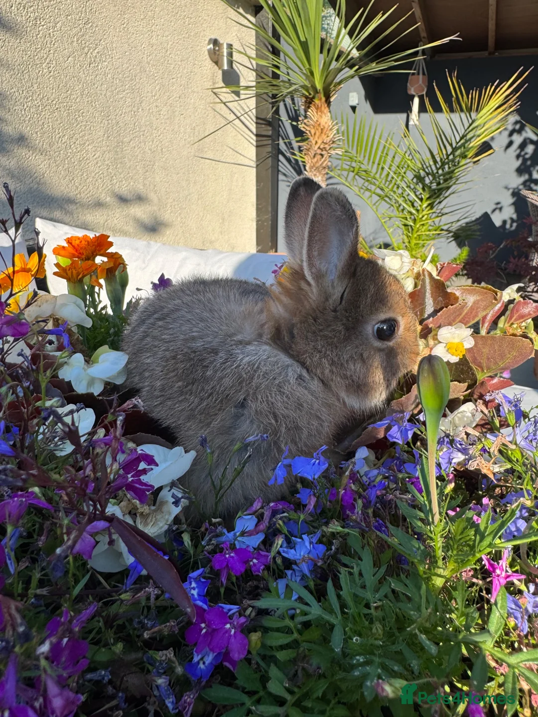 Netherland Dwarf rabbits for sale: Netherland dwarf bunny rabbits - Advert 12