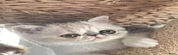 Exotic cats for sale: Gorgeous GCCF reg. kittens from Champions parents  - Advert 3
