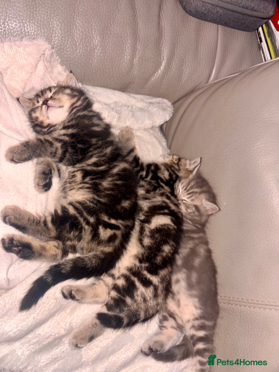 British Shorthair cats for sale: Sunning BSH kittens - ready for  **   - Advert 15