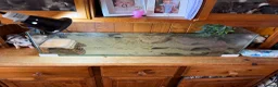 Other/Mixed Breed fish for sale: Male mudskipper  - Advert 4