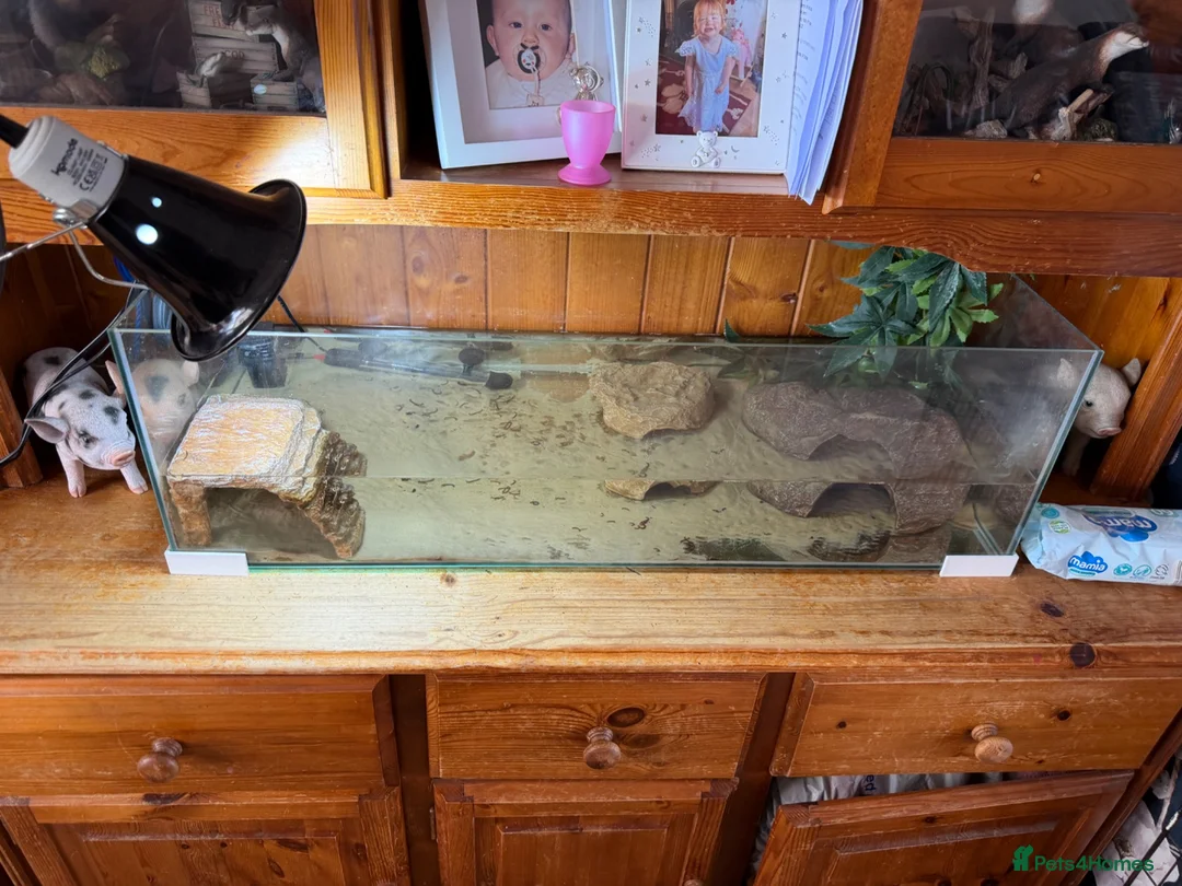 Other/Mixed Breed fish for sale: Male mudskipper  - Advert 4