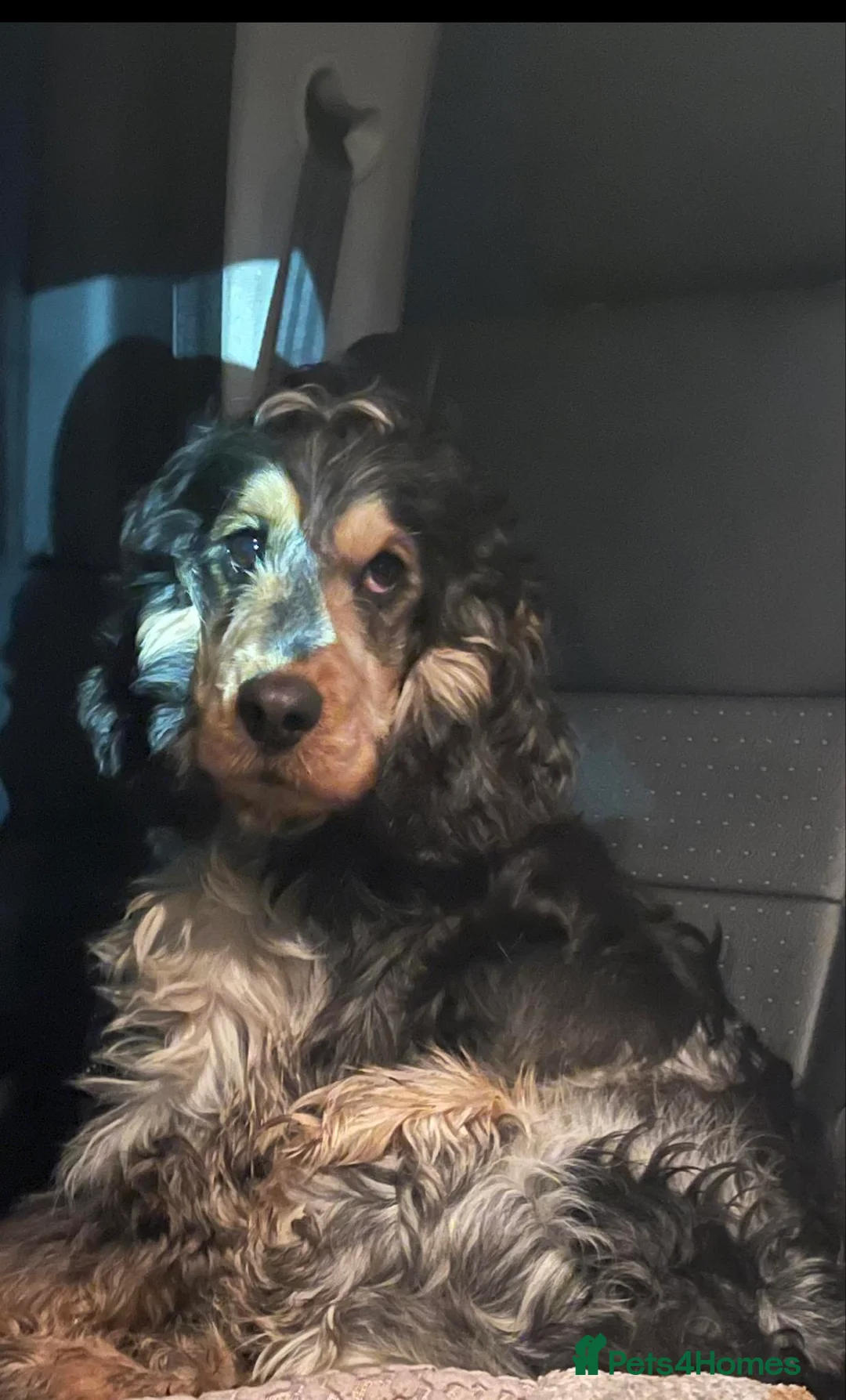 Cocker Spaniel dogs for stud: Blue roan and tan stud  in Doncaster - Advert 4