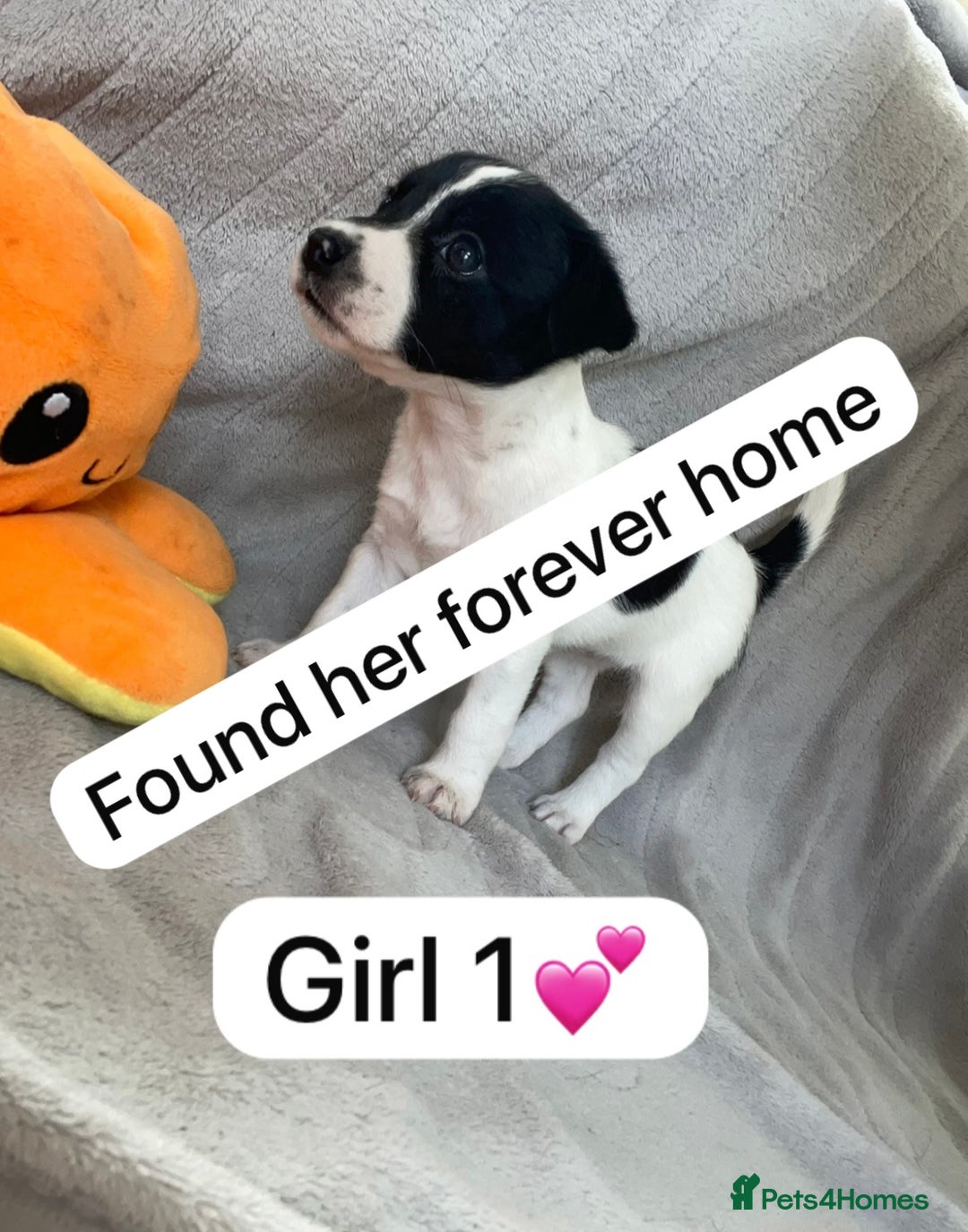 Jack Russell dogs for sale: 1 Beautiful Jack Russell Puppie Left in Worcester - Image 7