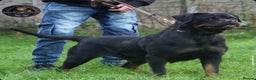 Rottweiler dogs for sale: Beautiful Adult Female Rottweiler For Pet/ShowHome - Advert 8