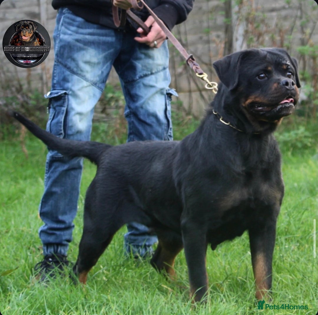 Rottweiler dogs for sale: Beautiful Female Rottweiler For Pet/Show Homes - Advert 8