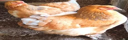 Chickens poultry for sale: POL Chickens stunning Purebreeds for sale in Callington - Advert 5