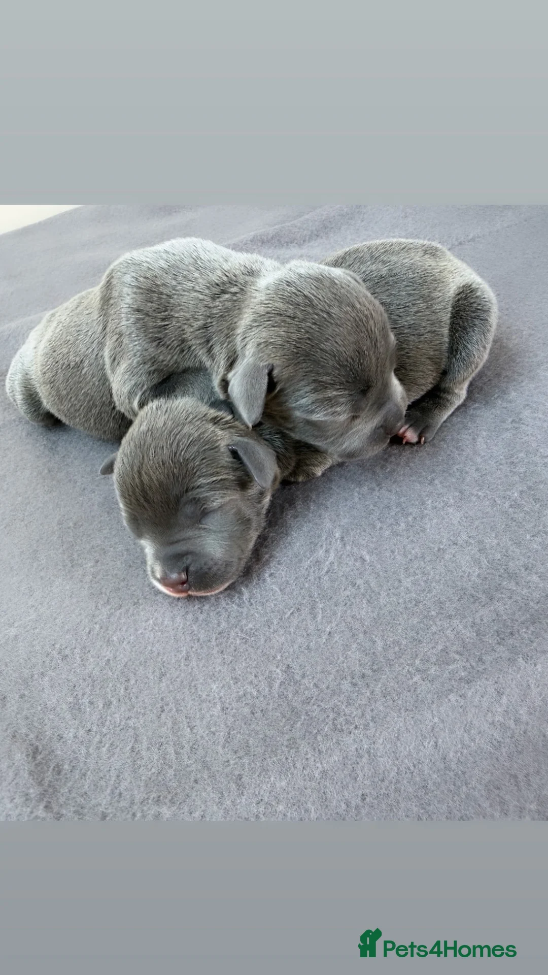 Staffordshire Bull Terrier dogs for sale: Outstanding blue Staffordshire pups KC reg 💙💕 - Advert 1