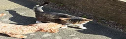 Mixed Breed cats for sale: Sadly rehoming our tabby cat - Advert 3
