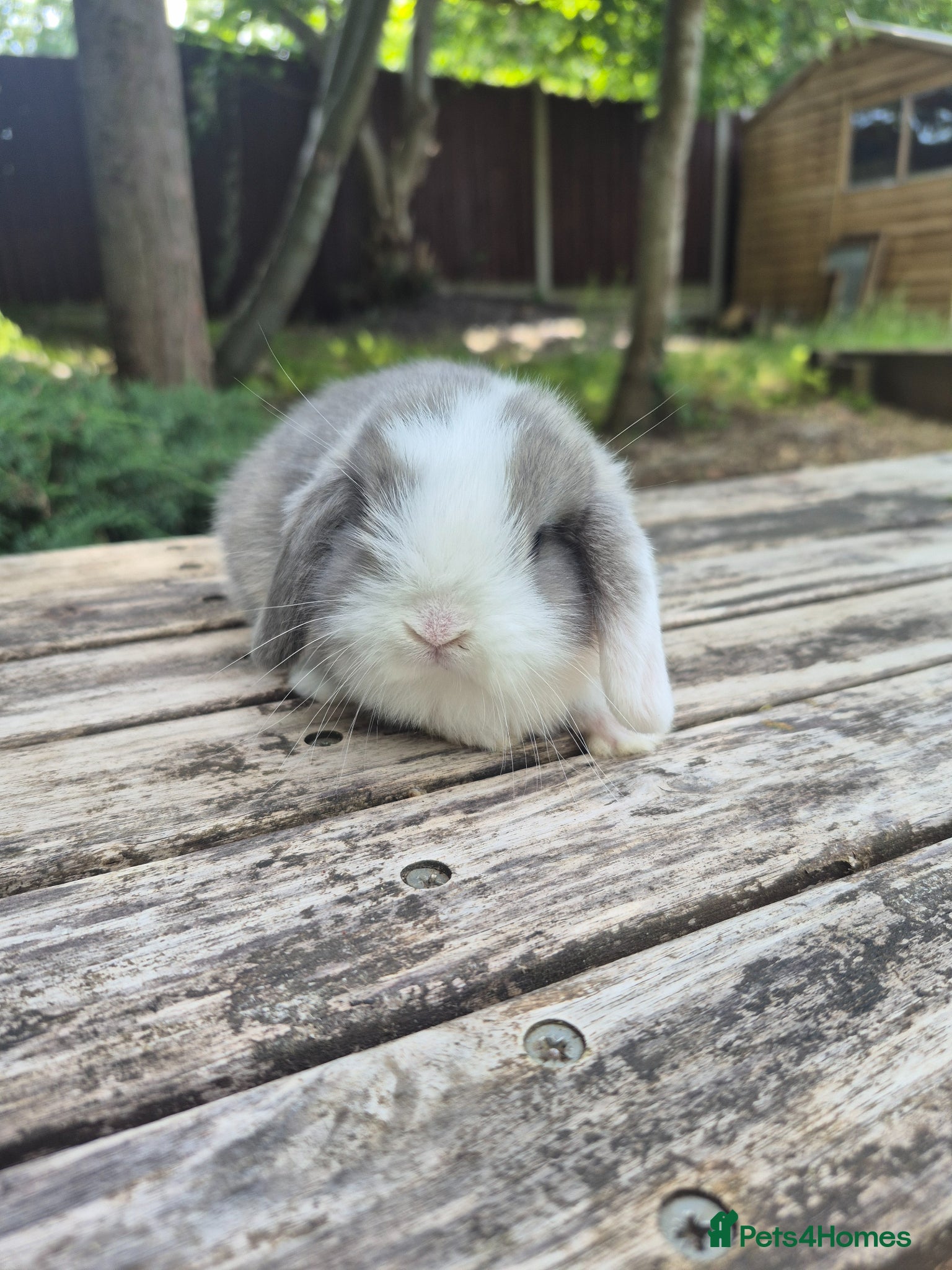 Mini Lop rabbits for sale: Mini lop babies - Advert 2