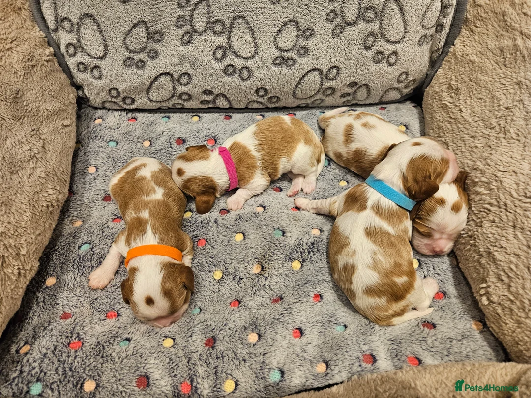 Cavalier King Charles Spaniel dogs for sale: * KC reg Cavalier King Charles Spaniel * - Advert 13
