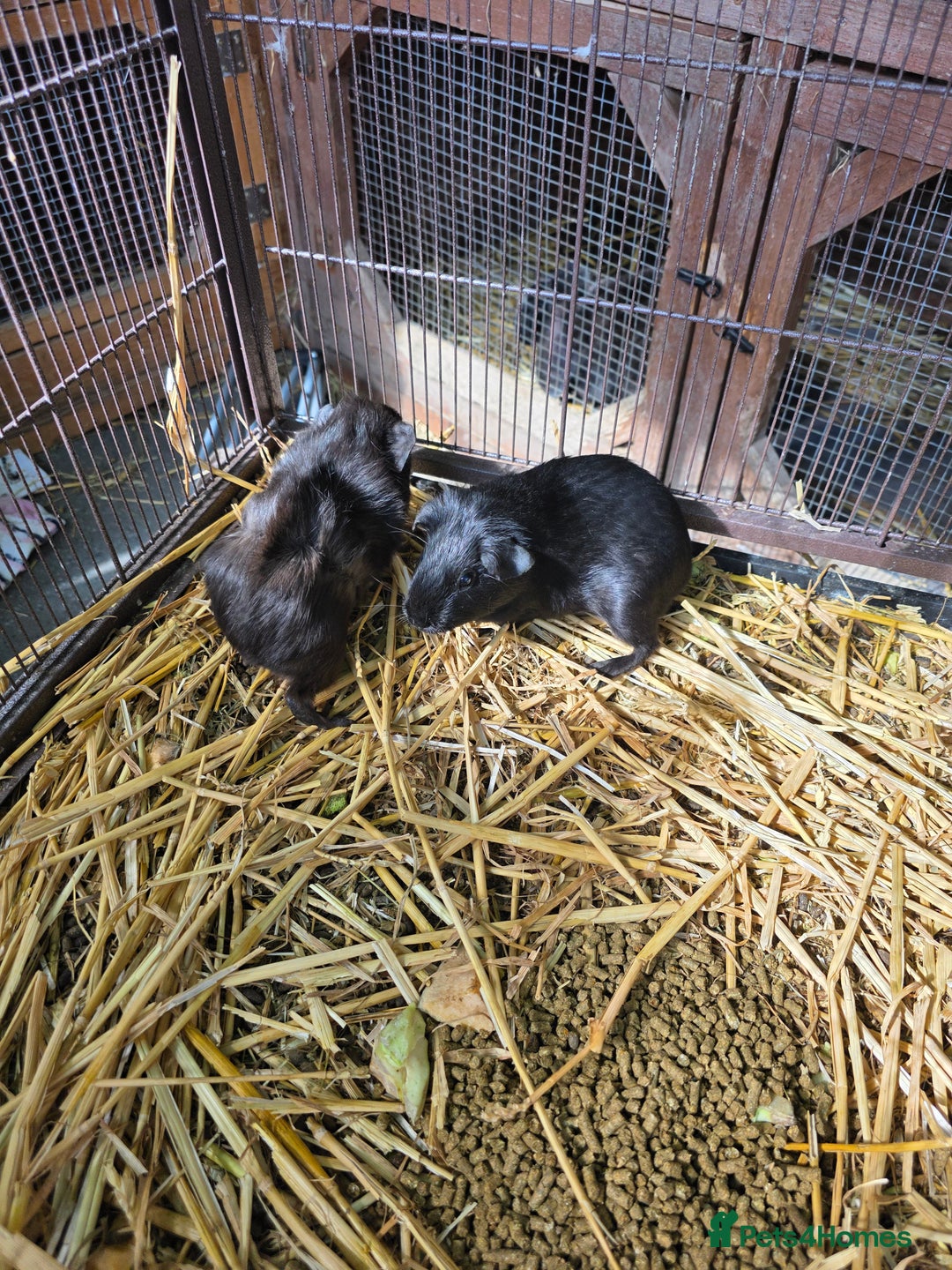 Guinea Pig rodents for sale: Guinea pigs  - Image 4