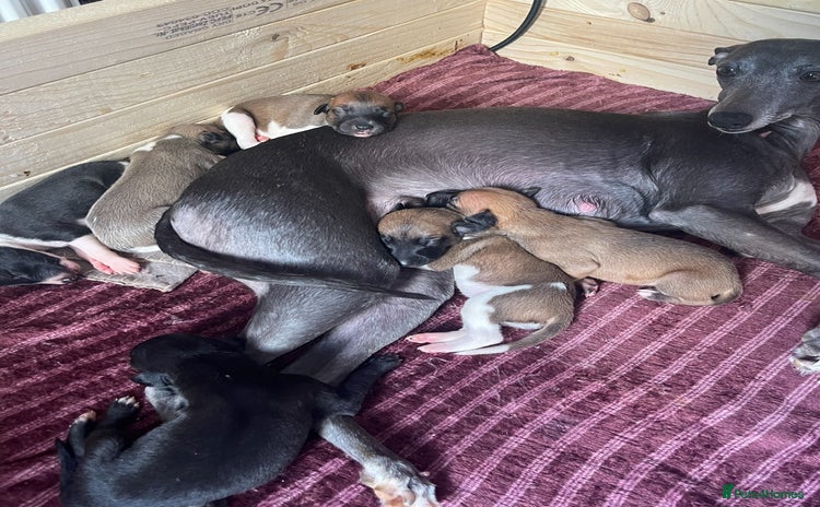 Whippet dogs - Advert 4