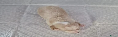 Dachshund 1
