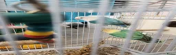 Budgerigars birds for sale: Love birds, java sparrows & paroletts  - Advert 2