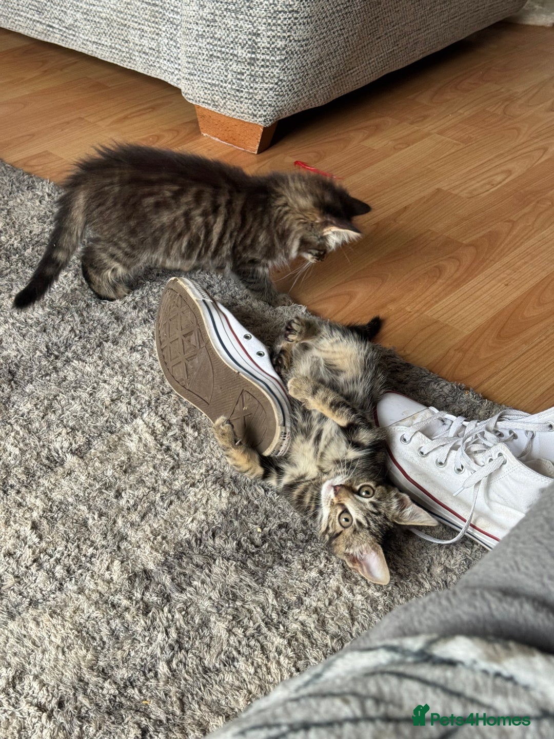 Mixed Breed cats for sale: 12 weeks Tabby/maine coon kitten  in Derby - Image 5