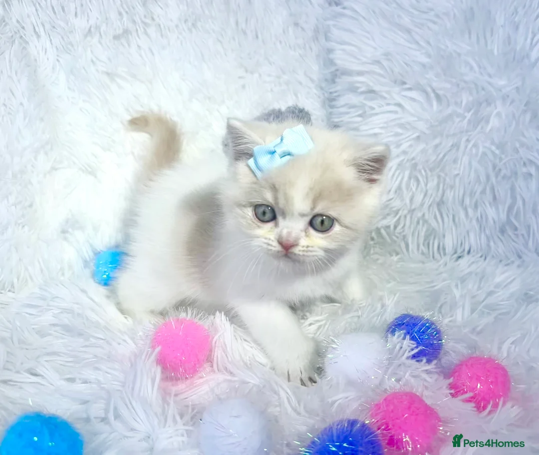 British Shorthair cats for sale: ⭐️ British Shorthair & Longhaired Kittens⭐️  - Advert 16