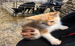 Mixed Breed cats for sale: Last Farm kitten available  - Advert 6