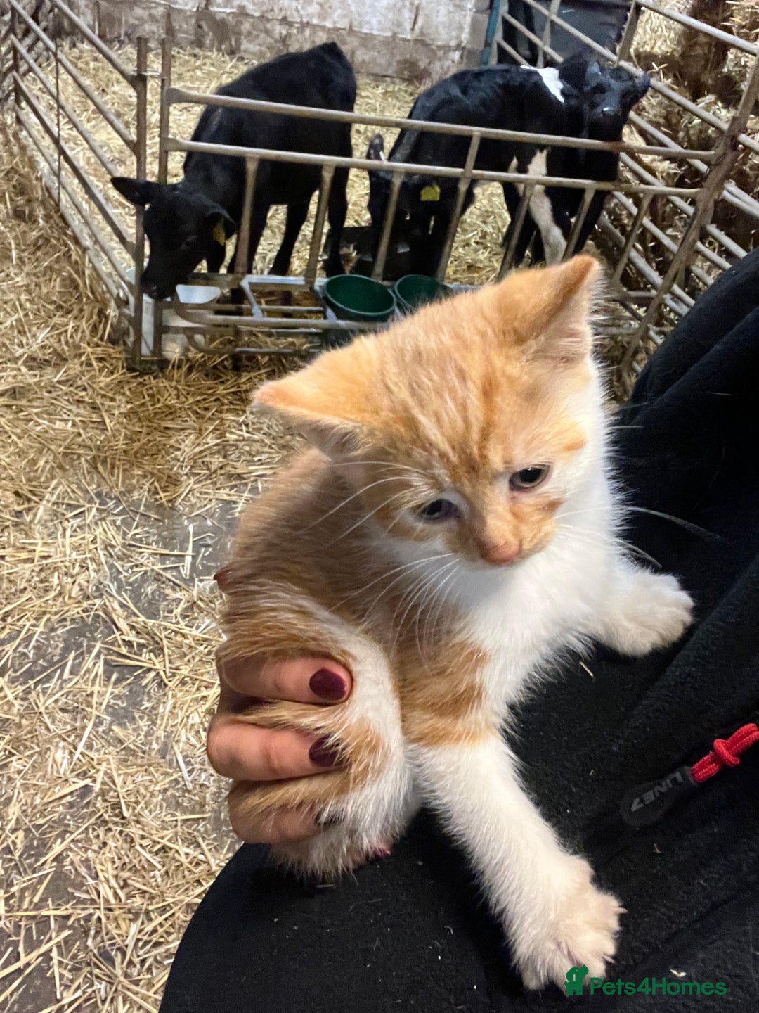Mixed Breed cats for sale: Last Farm kitten available  - Advert 6