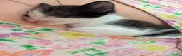 Mixed Breed cats for sale: Four stunning kittens - Advert 7