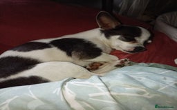 Chihuahua dogs for stud: Handsome little man  - Image 4