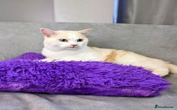British Longhair cats for sale: Loki - cat for rehoming  - Image 5