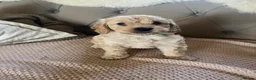 Cockapoo dogs for sale: Lovely F1 Cockapoos in Radstock - Advert 9