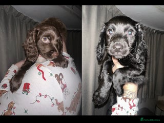 Cockapoo dogs COCKAPOO PUPPIES! READY TO LEAVE NOW🐾 - Advert 9