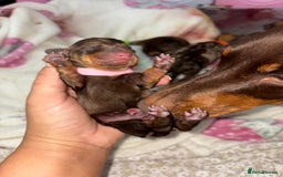 Miniature Dachshund dogs for sale: Miniature dachshund pups for sale 2 boys 1 girl  - Image 22