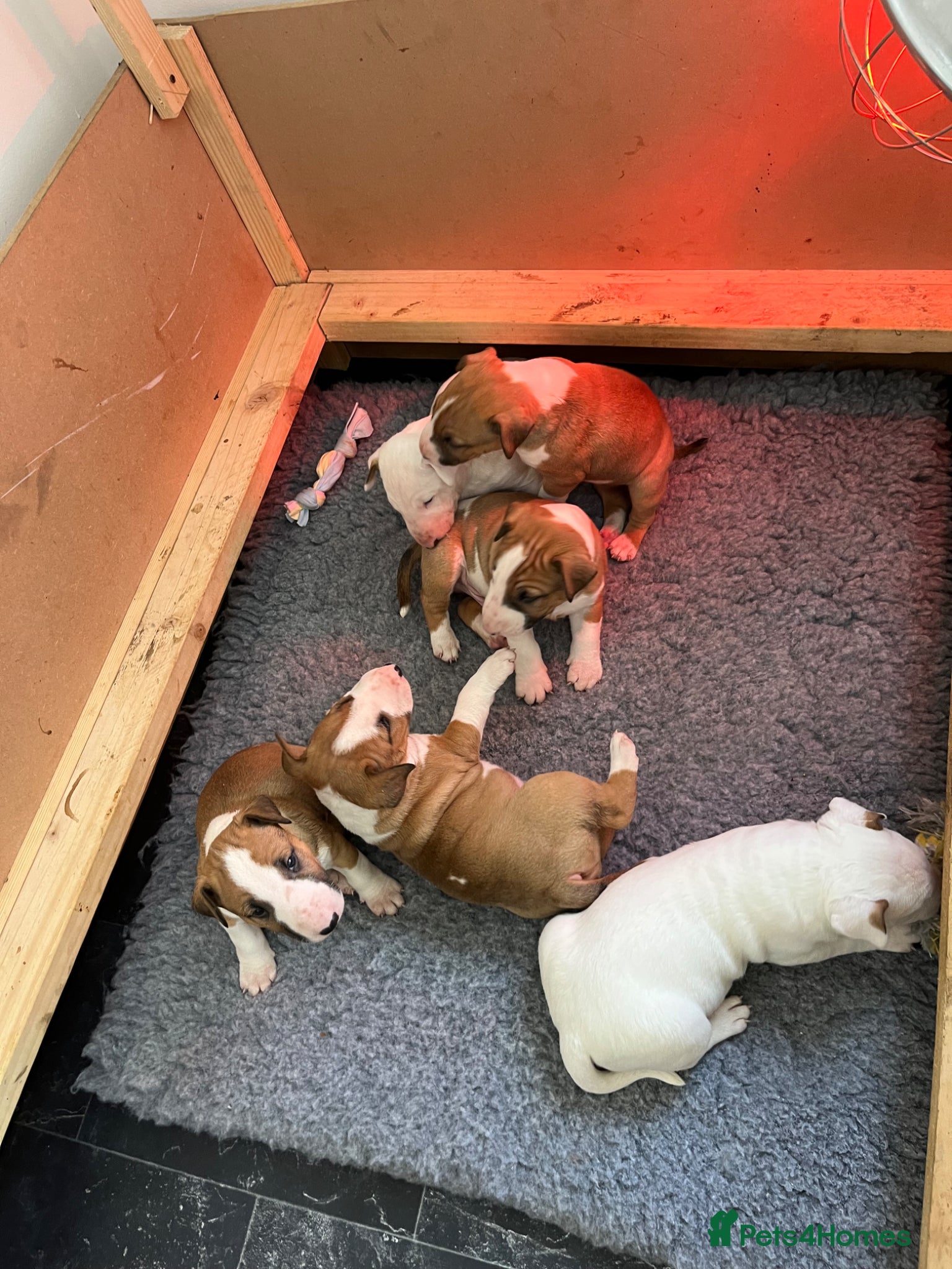 English Bull Terrier dogs 4 English Bull Terrier Puppies For Sale - Advert 1