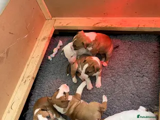 English Bull Terrier dogs 4 English Bull Terrier Puppies For Sale - Advert 12