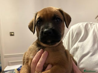 Mixed Breed dogs Boxador puppies - Advert 1