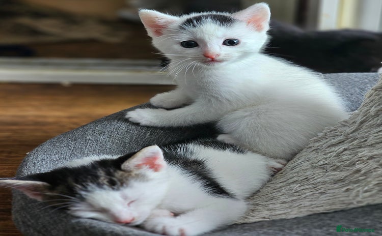 Mixed Breed cats - Advert 14