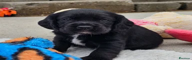 Black Female