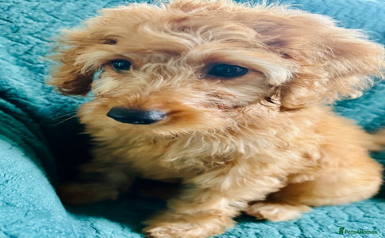 Labradoodle dogs in Milton Keynes - Advert 2