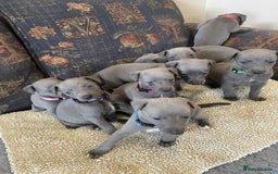 Whippet dogs for sale: KC Reg Blue whippet puppies - Image 3