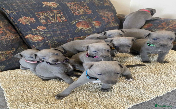 Whippet dogs - Advert 2