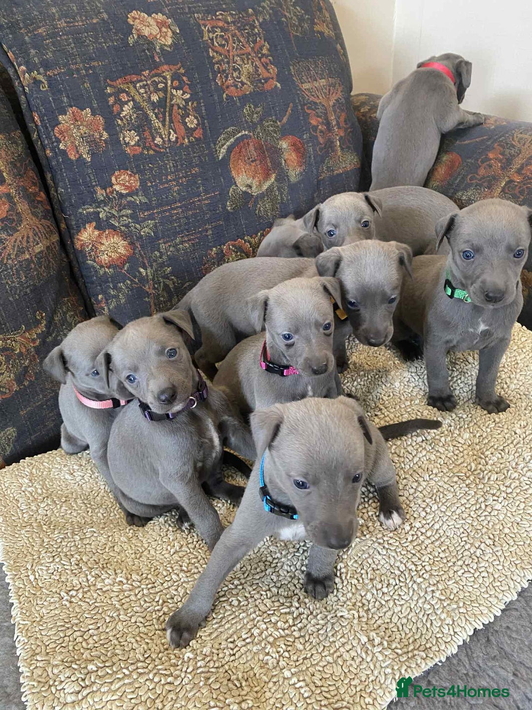 Whippet dogs for sale: KC Reg Blue whippet puppies - Image 3