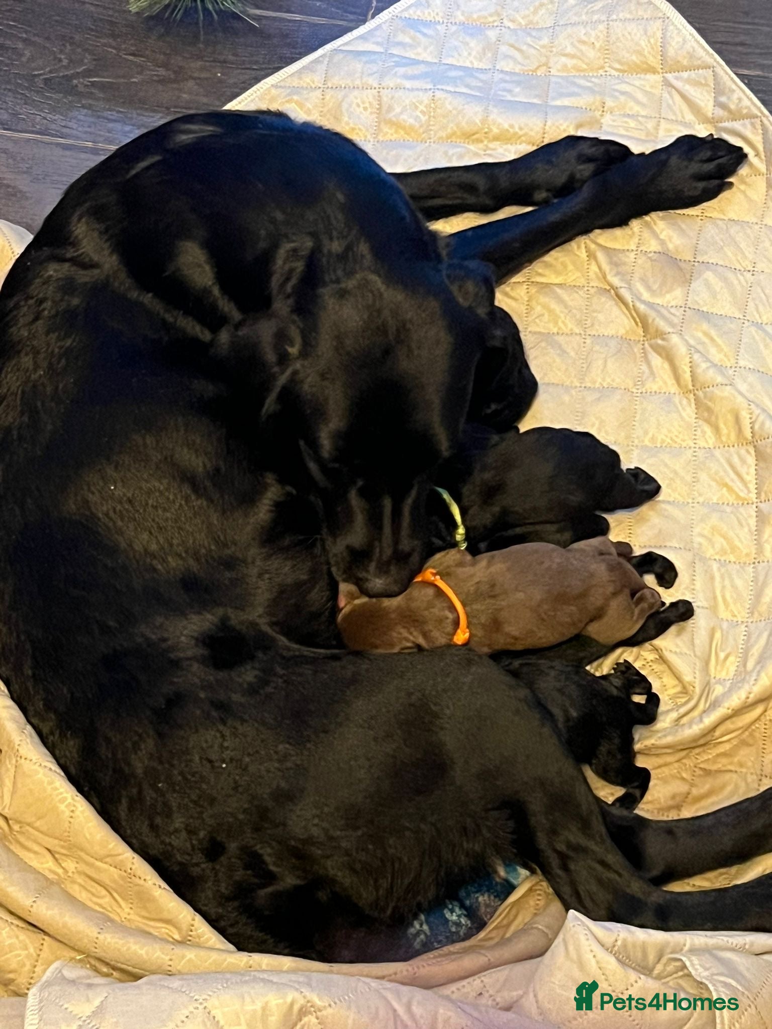 Mixed Breed dogs Labrador retriever cross - Advert 1