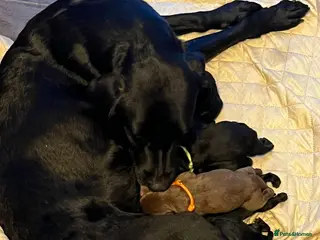 Mixed Breed dogs Labrador retriever cross - Advert 1