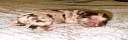 Toy Poodle dogs for stud: Brown Merle Poodle health tested - Advert 23