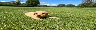 Labradoodle Puppy 2