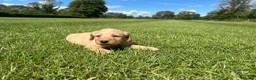 Labradoodle dogs for sale: F1 Miniature Labradoodle puppies  - Advert 10