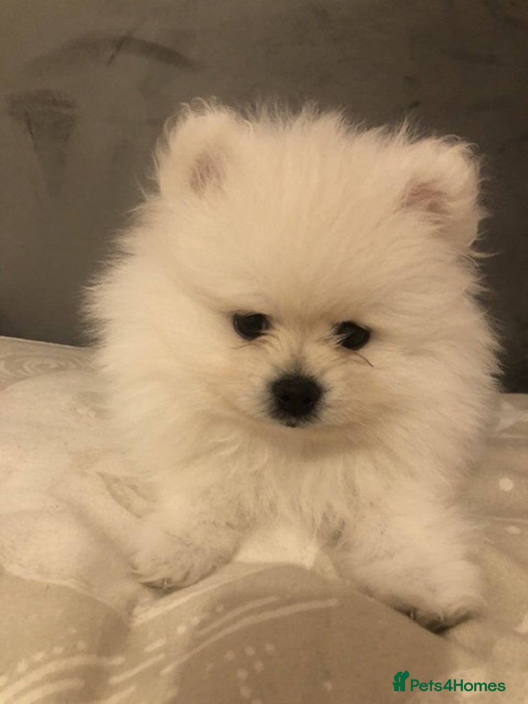 Pomeranian dogs for sale: Teddy Face , Pop Quality, Tiny BOY! - Advert 9