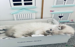 Ragdoll cats for sale: Ragdoll kitten for sale - Image 13