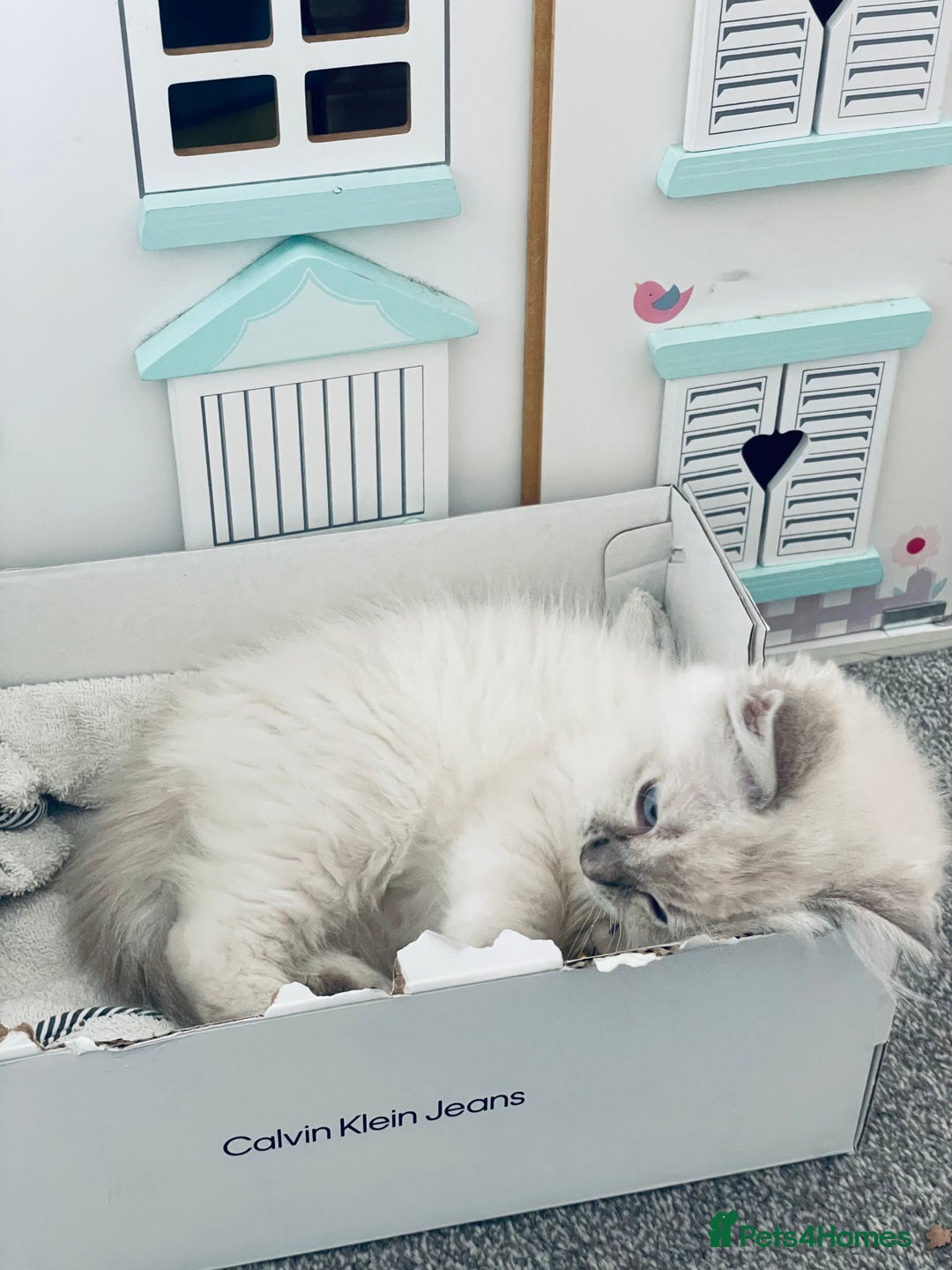 Ragdoll cats for sale: Ragdoll kitten for sale - Image 13